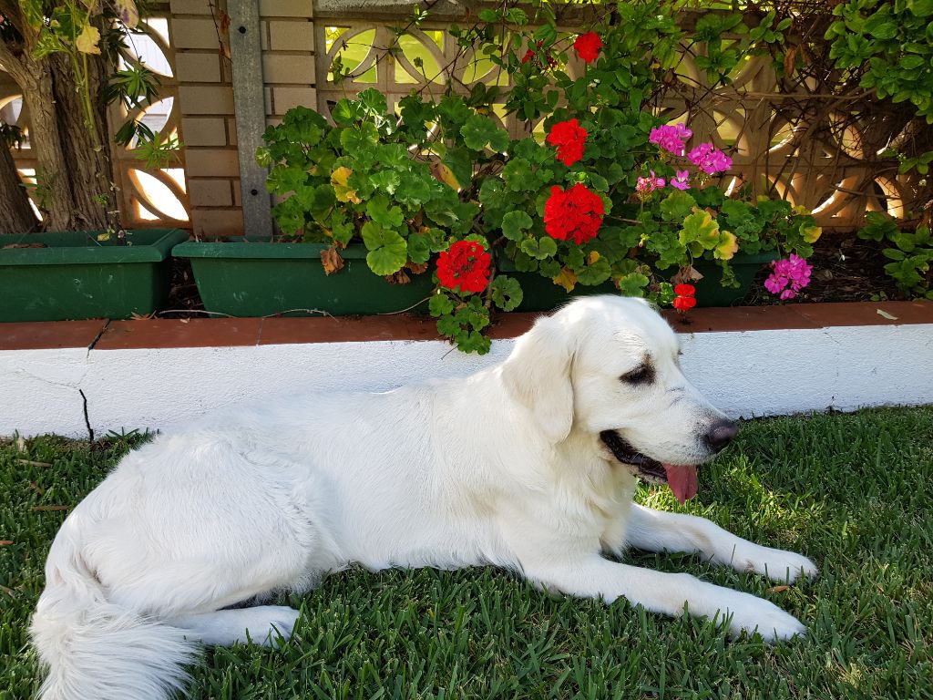 Osita blanca De La Sierra Del Montsia